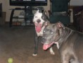 /album/photogallery/dogs-020-jpg/